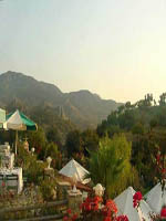 Lavanta