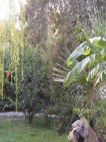 Lavanta