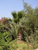 Lavanta