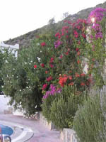 Lavanta